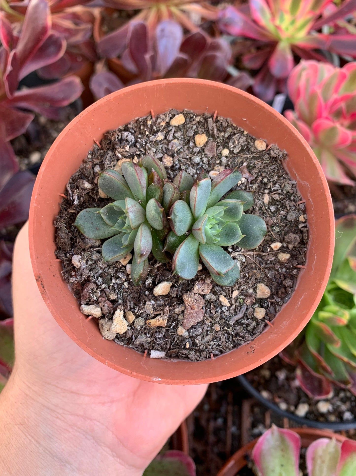 Echeveria "Blood Drops"