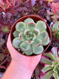 Echeveria "mont blanc" Korean by Chang Won farm