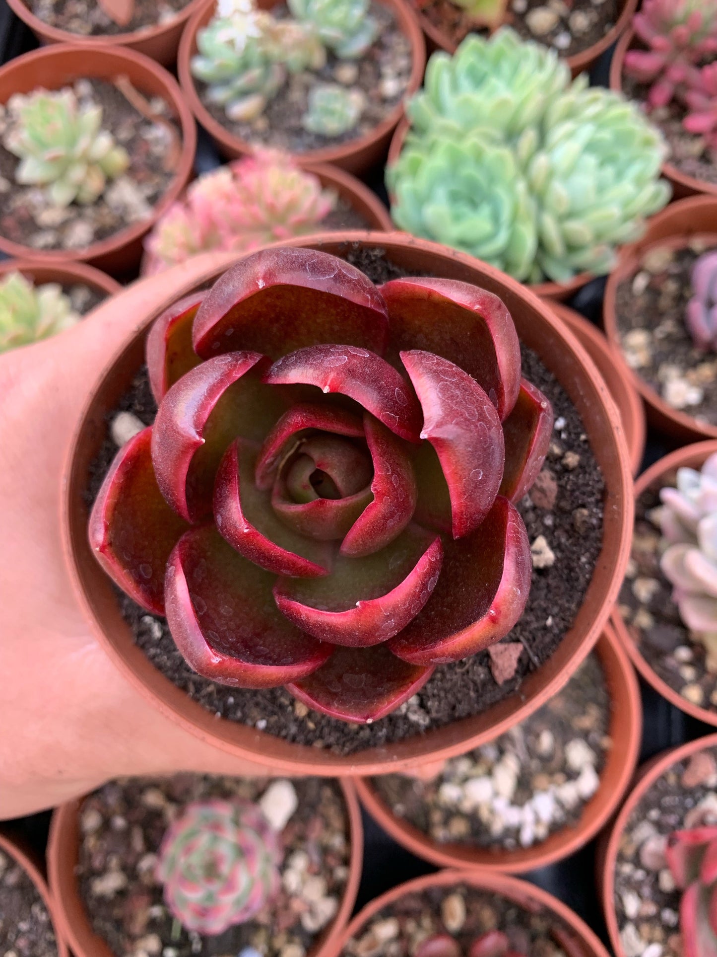 Echeveria "J'Adore" Korean