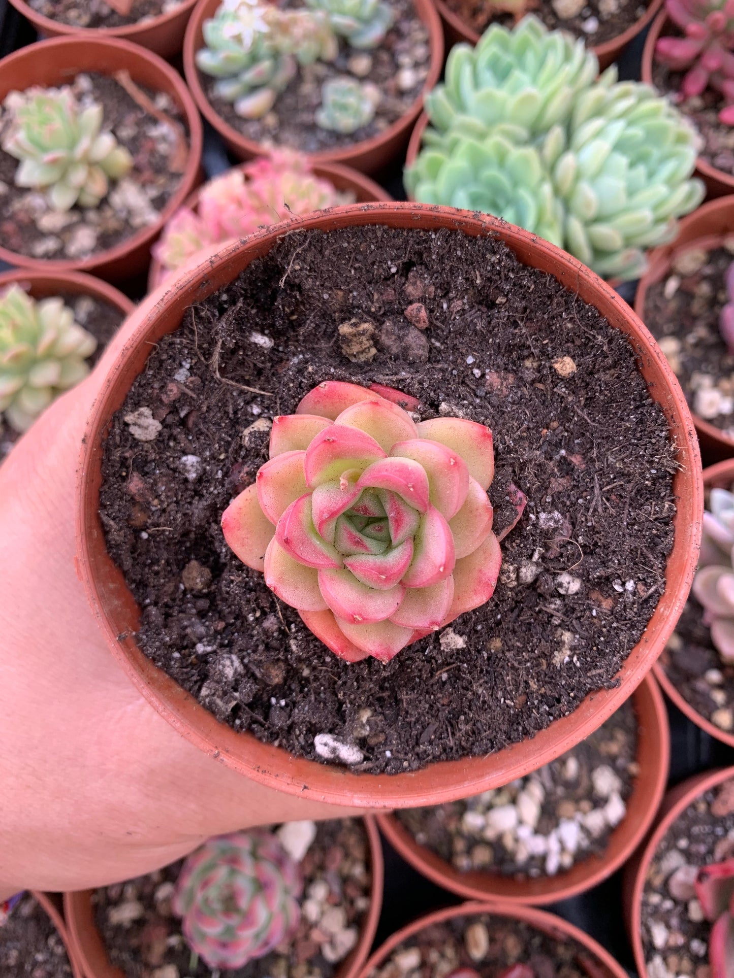 Echeveria "Rhapsody"