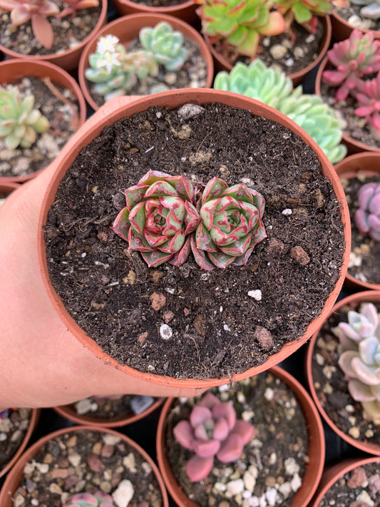 Echeveria "Longissima"