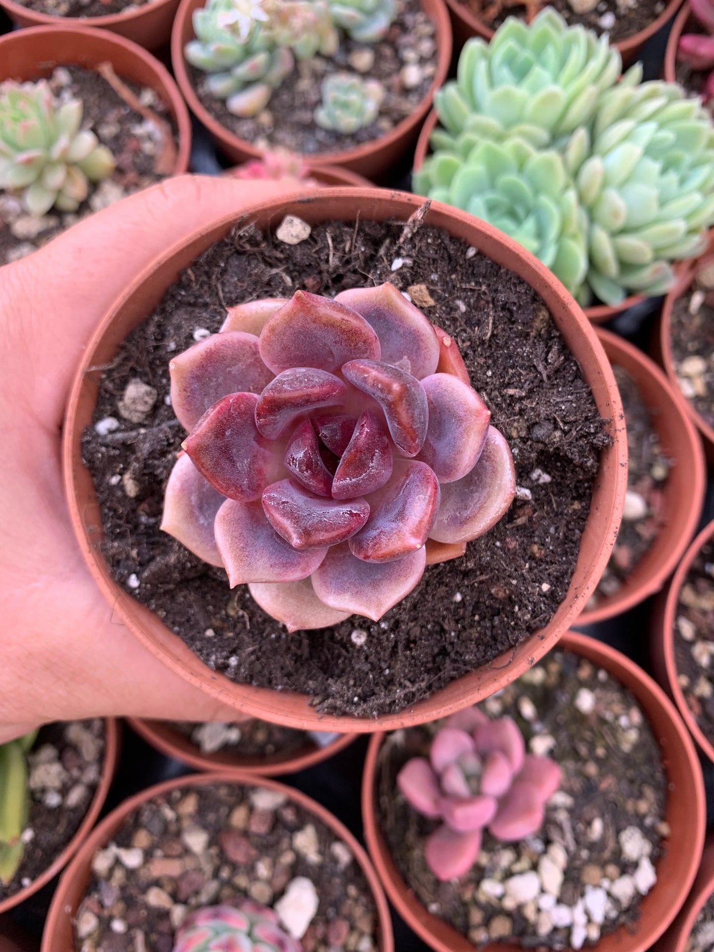 Echeveria "Dark Chocolate" Korean