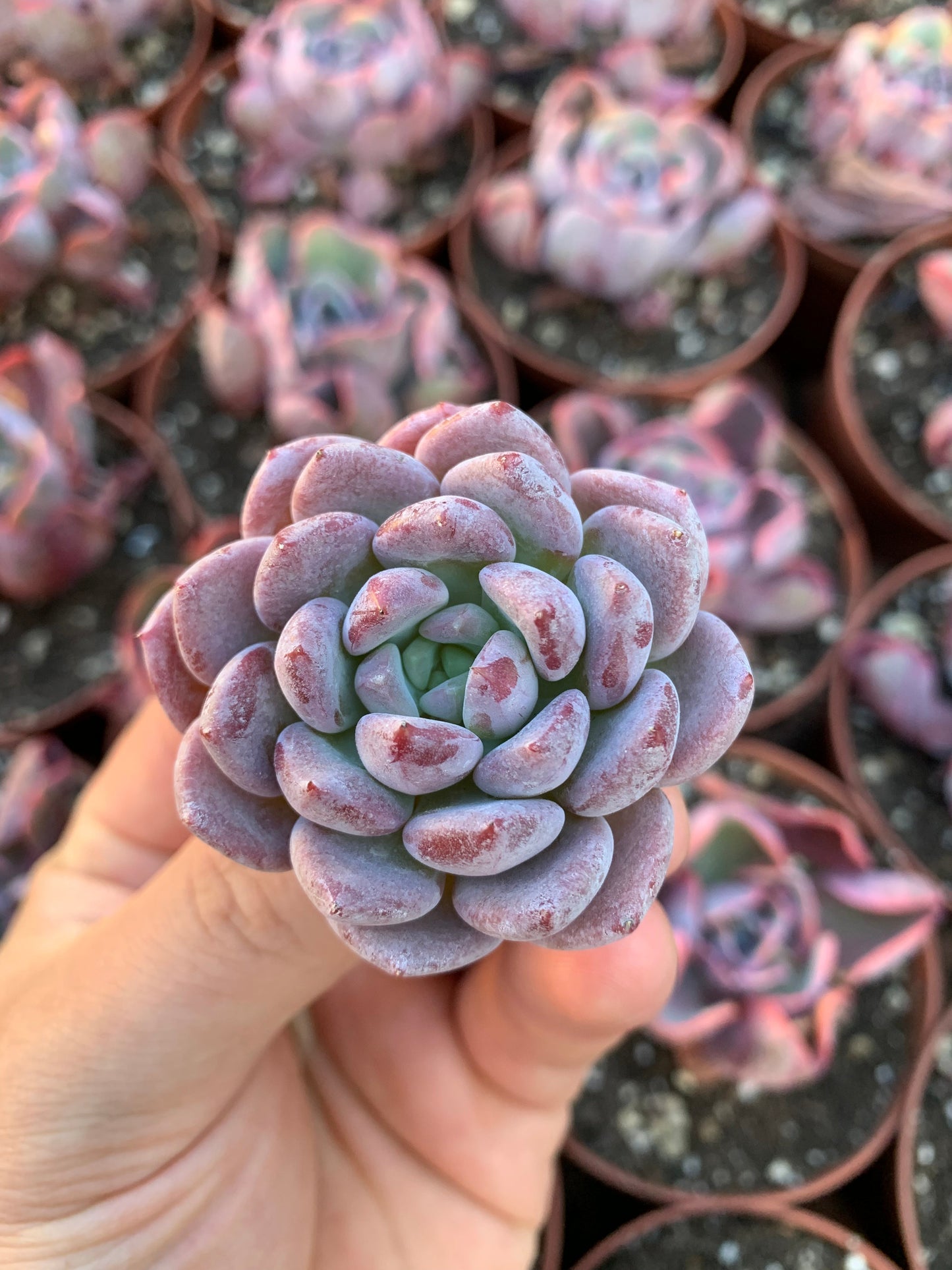 Echeveria "Crystal Amber"