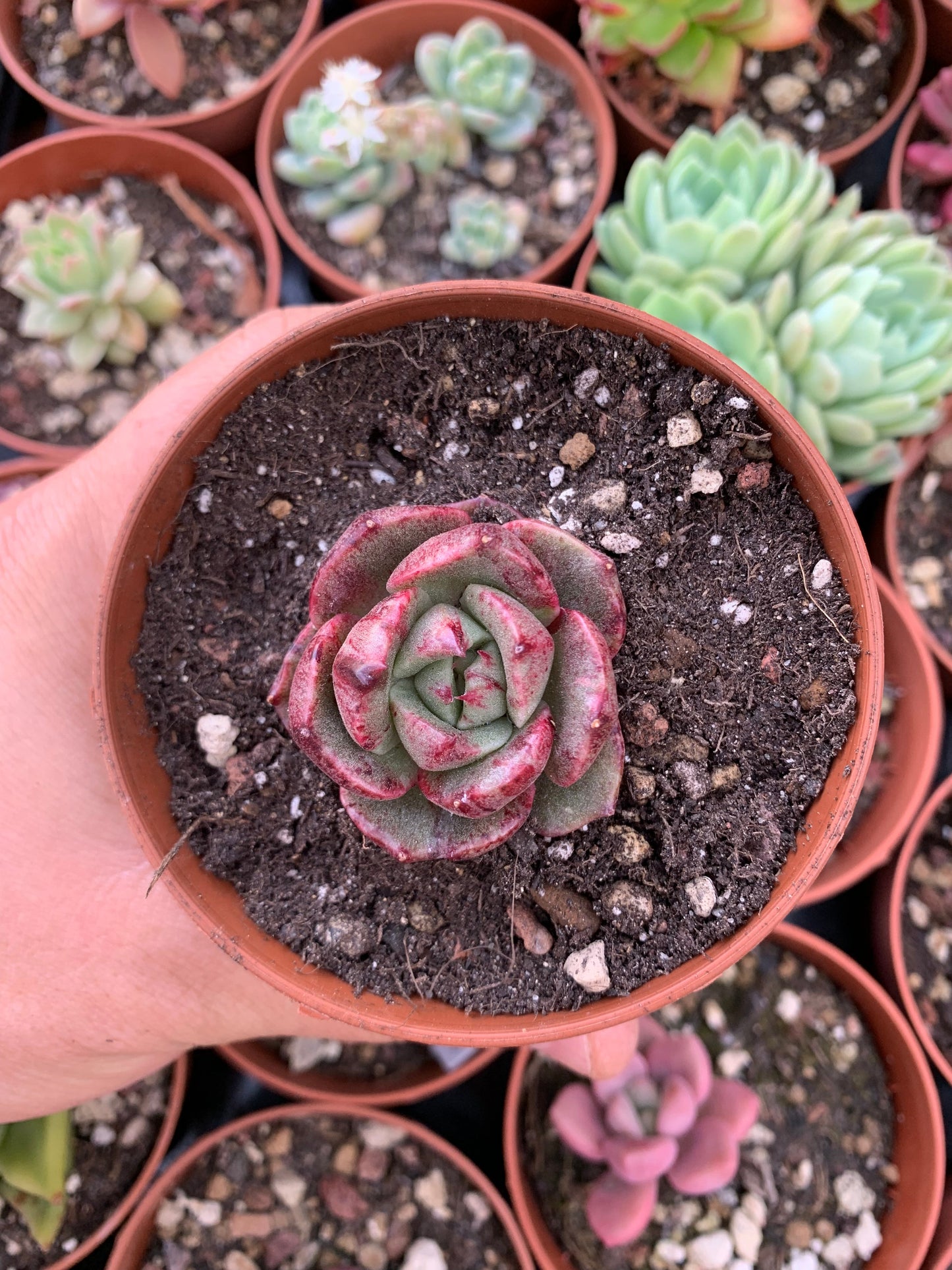 Echeveria "Reliya"