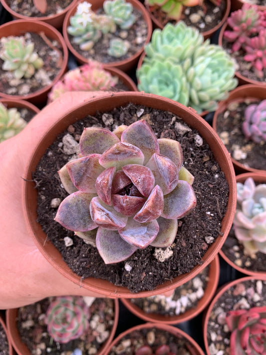 Echeveria "Soul White" Korean