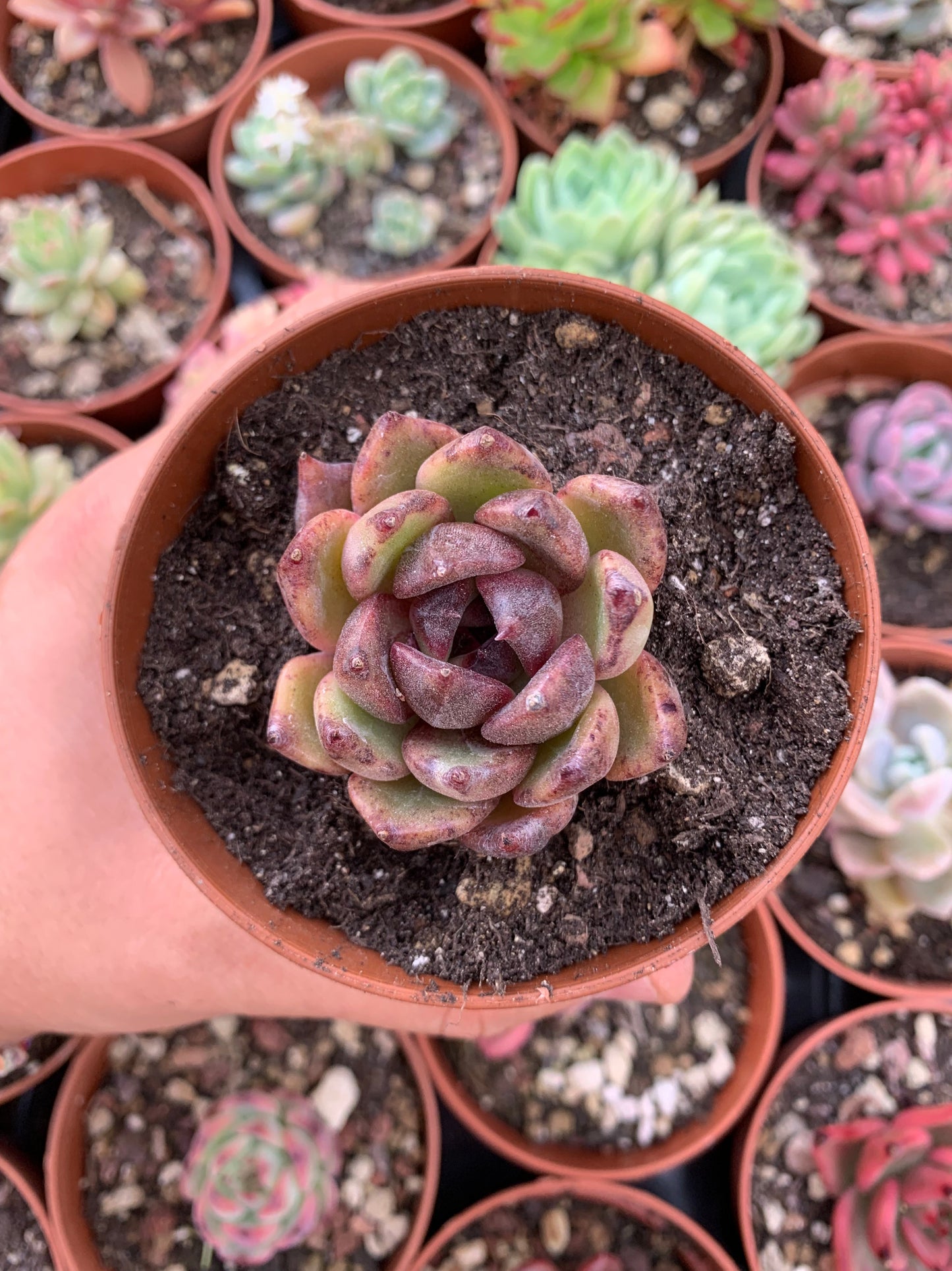 Echeveria "Red Crystal" Korean