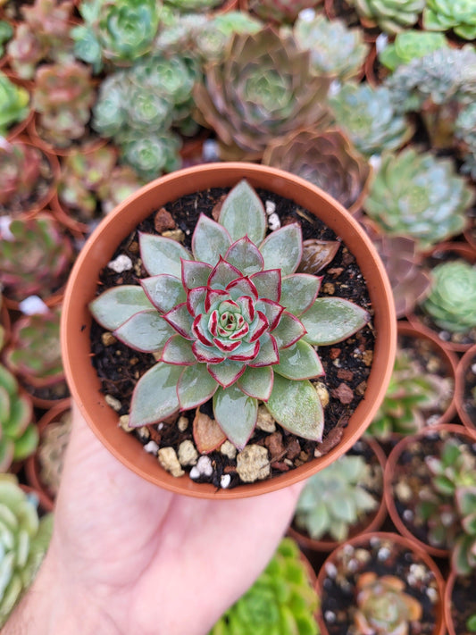 Echeveria caamanoi - Succulovers