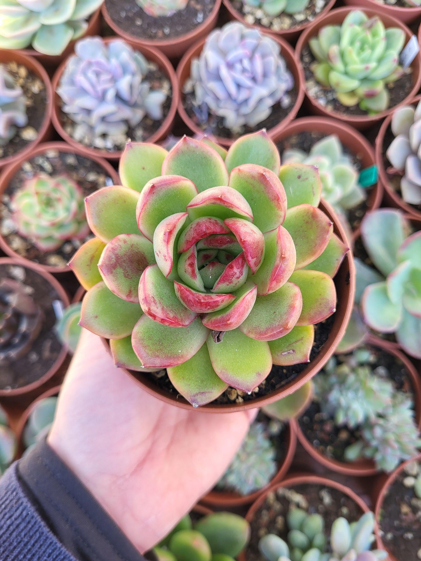 Echeveria "Police Sky" Korean - Succulovers