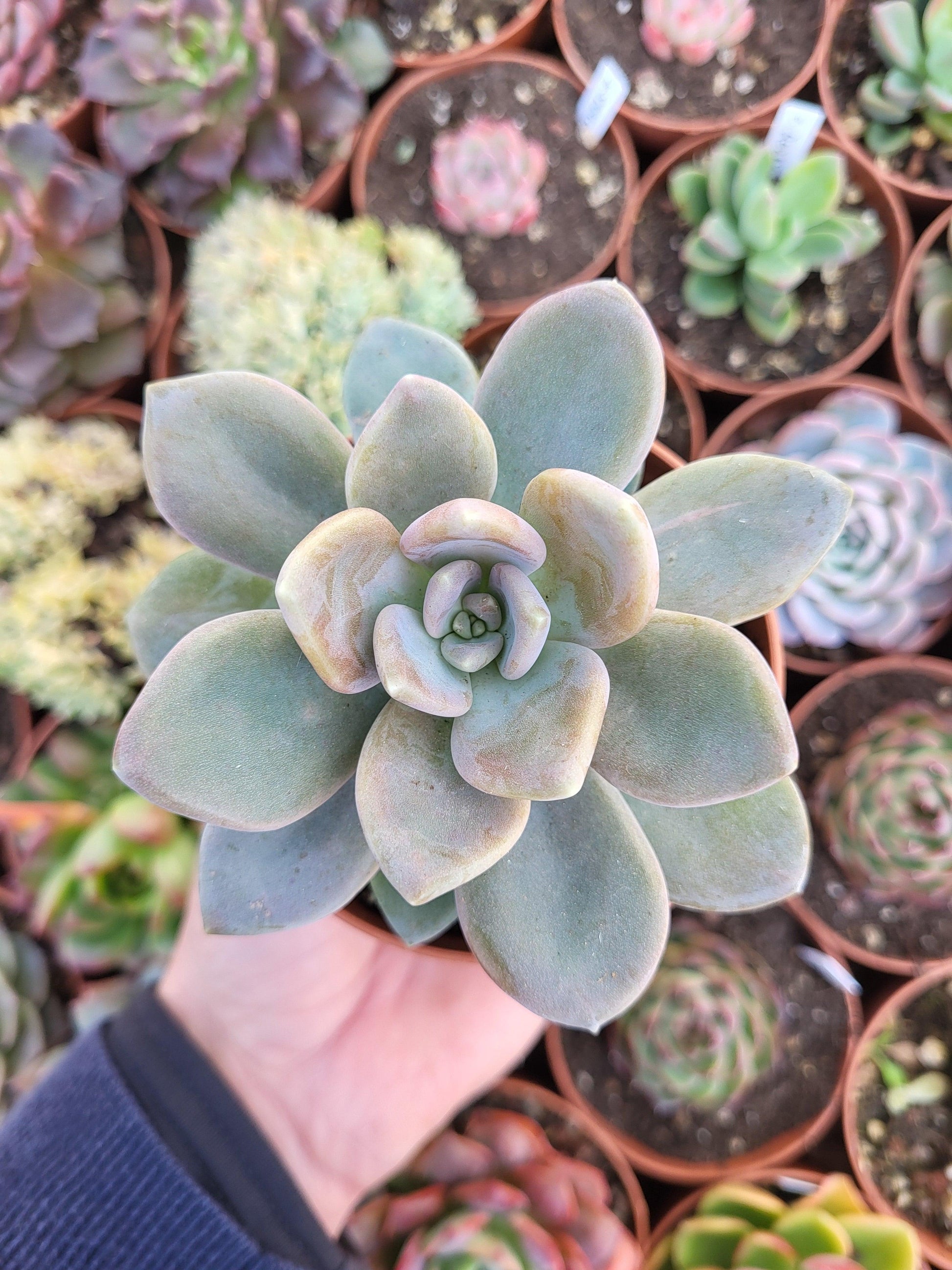 Graptophytum "Supreme" Korean - Succulovers