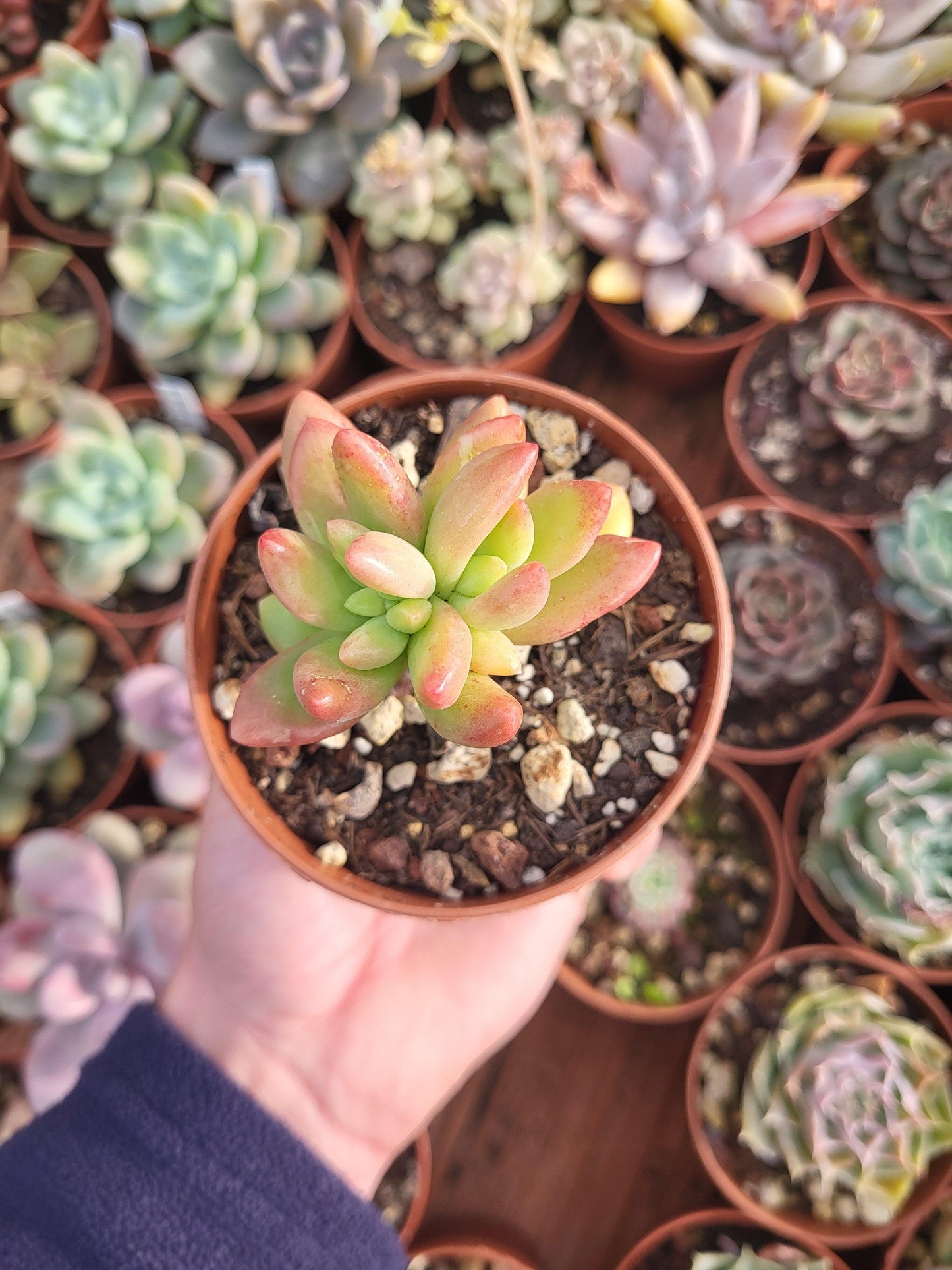 Echeveria "Golden Beans" Korean - Succulovers