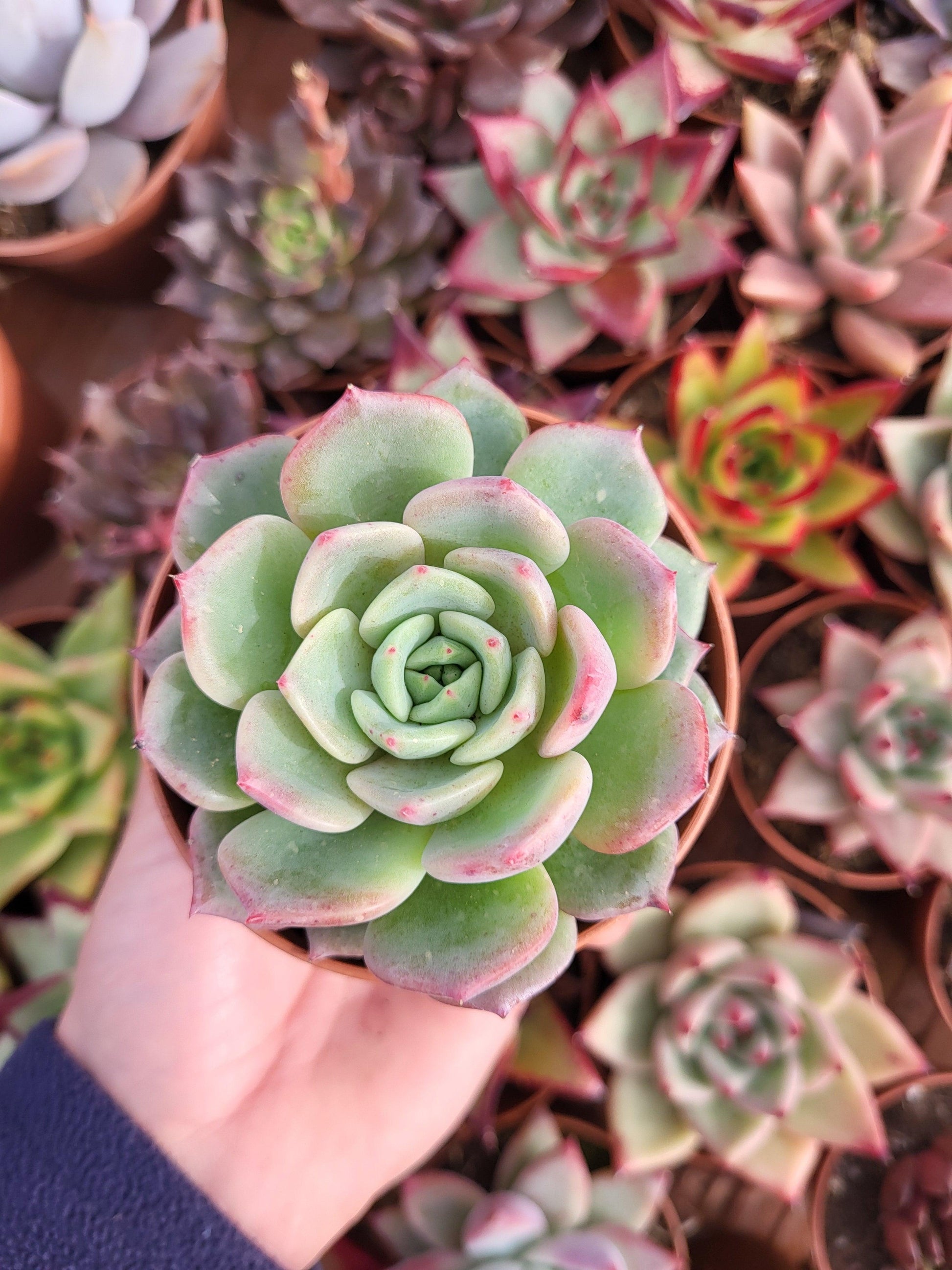 Echeveria "Symphony" Korean by Chang Won farm - Succulovers