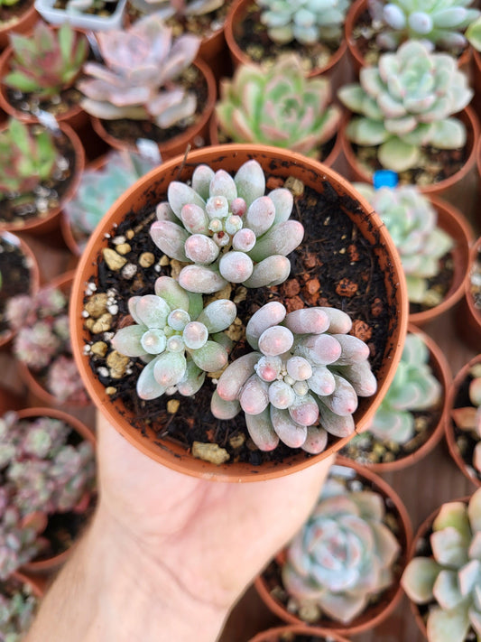 Pachyphytum rzedowskii Korean - Succulovers