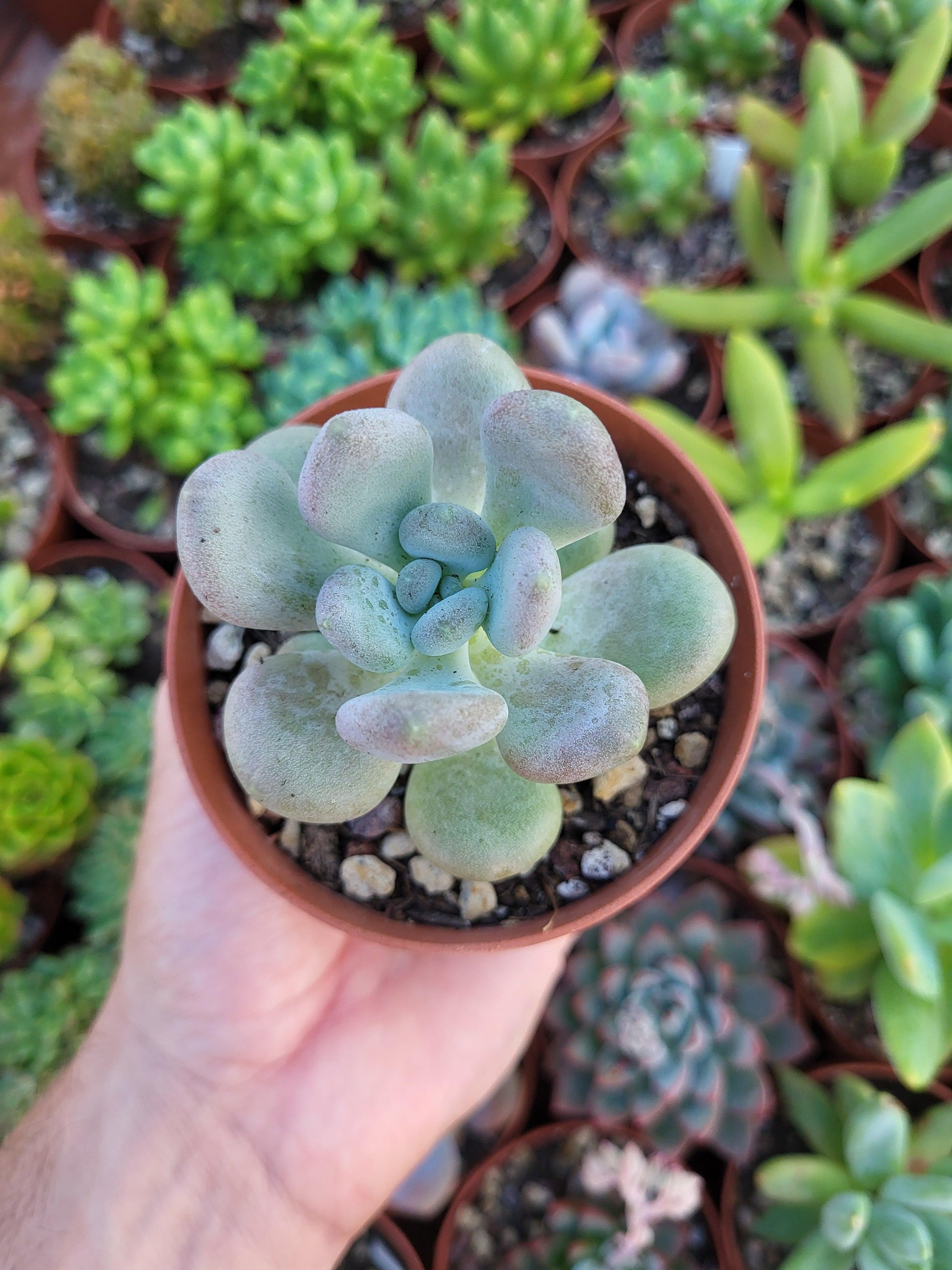 Pachyphytum oviferum "Momobijin" Korean - Succulovers