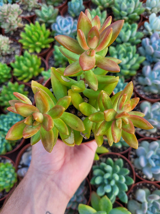 Sedum adolphii - Succulovers