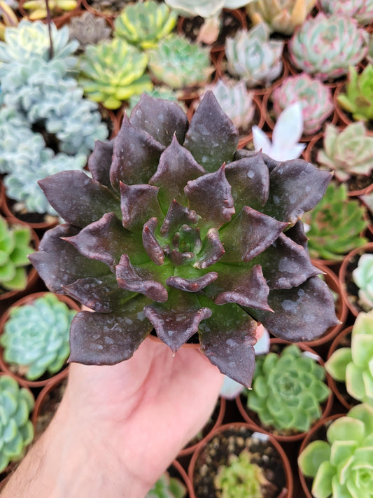 Echeveria "Super Bowl" - Succulovers