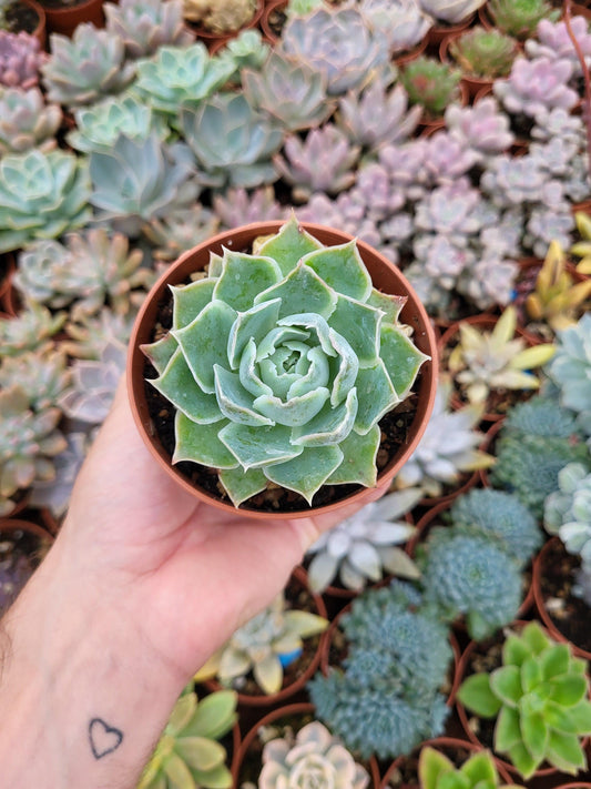 Echeveria elegans var. simulans Laguna - Succulovers