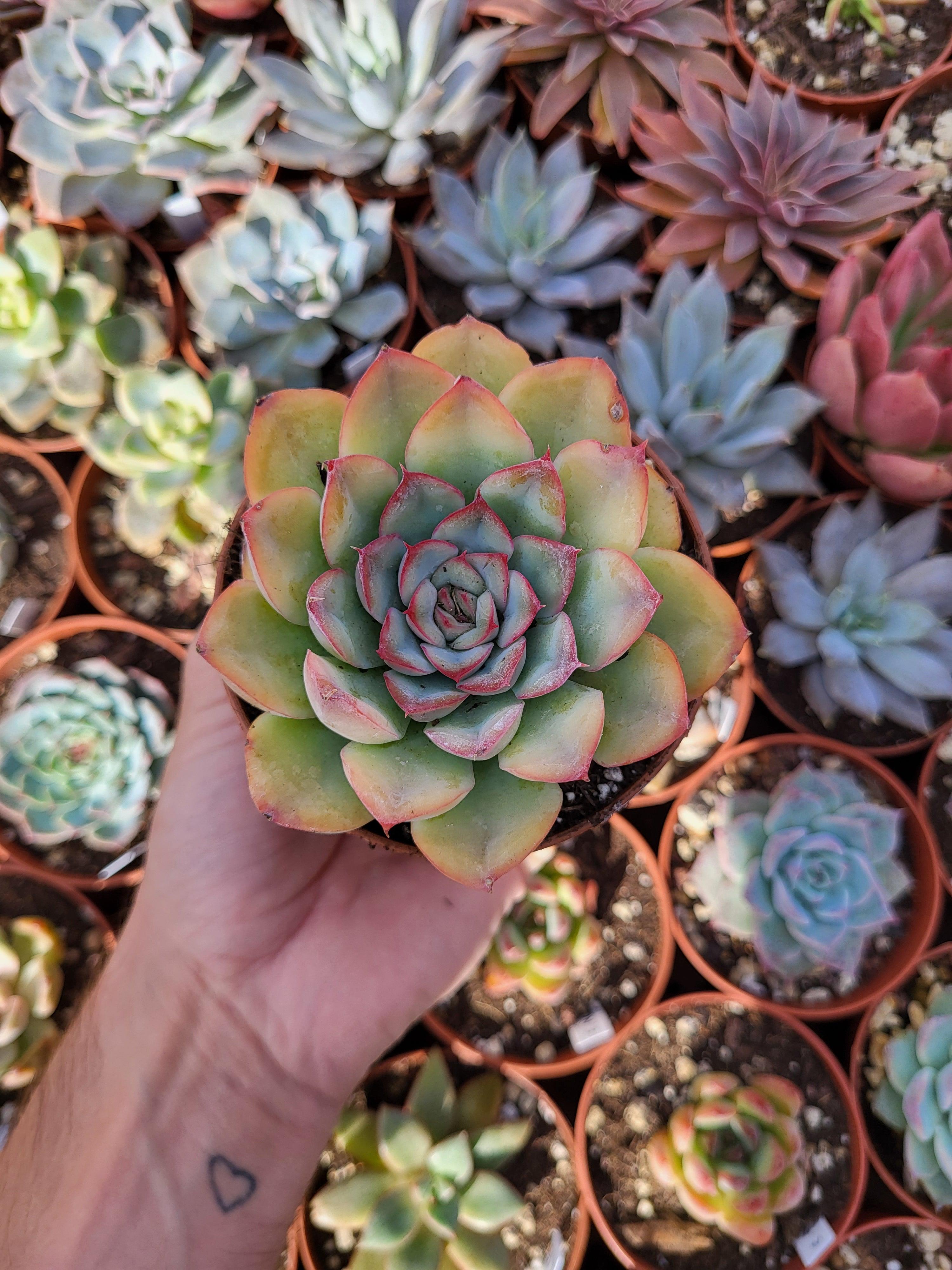 Echeveria 