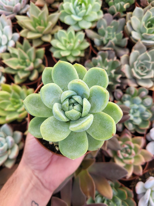 Echeveria laui x E. "Gilva" - Succulovers