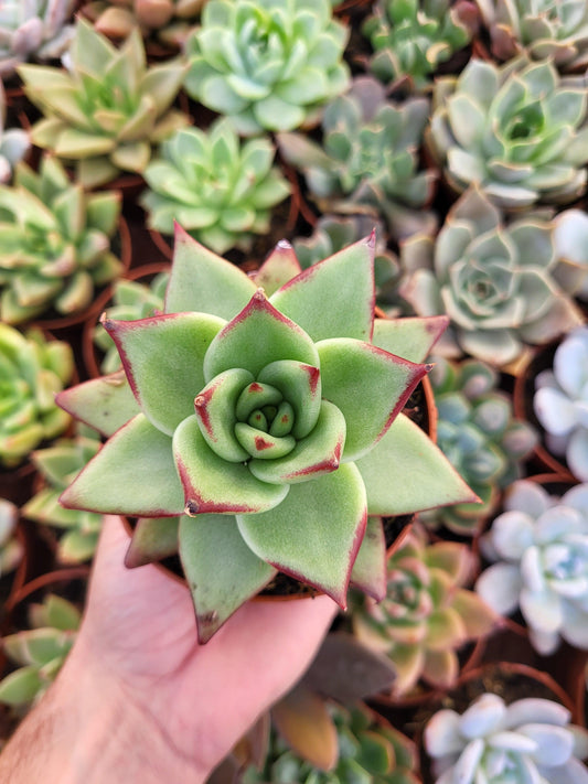 Echeveria agavoides "Ebony" - Succulovers