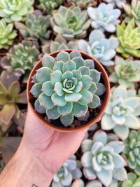 Echeveria secunda "Azulita" - Succulovers