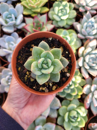 Echeveria "Champagne" Korean - Succulovers