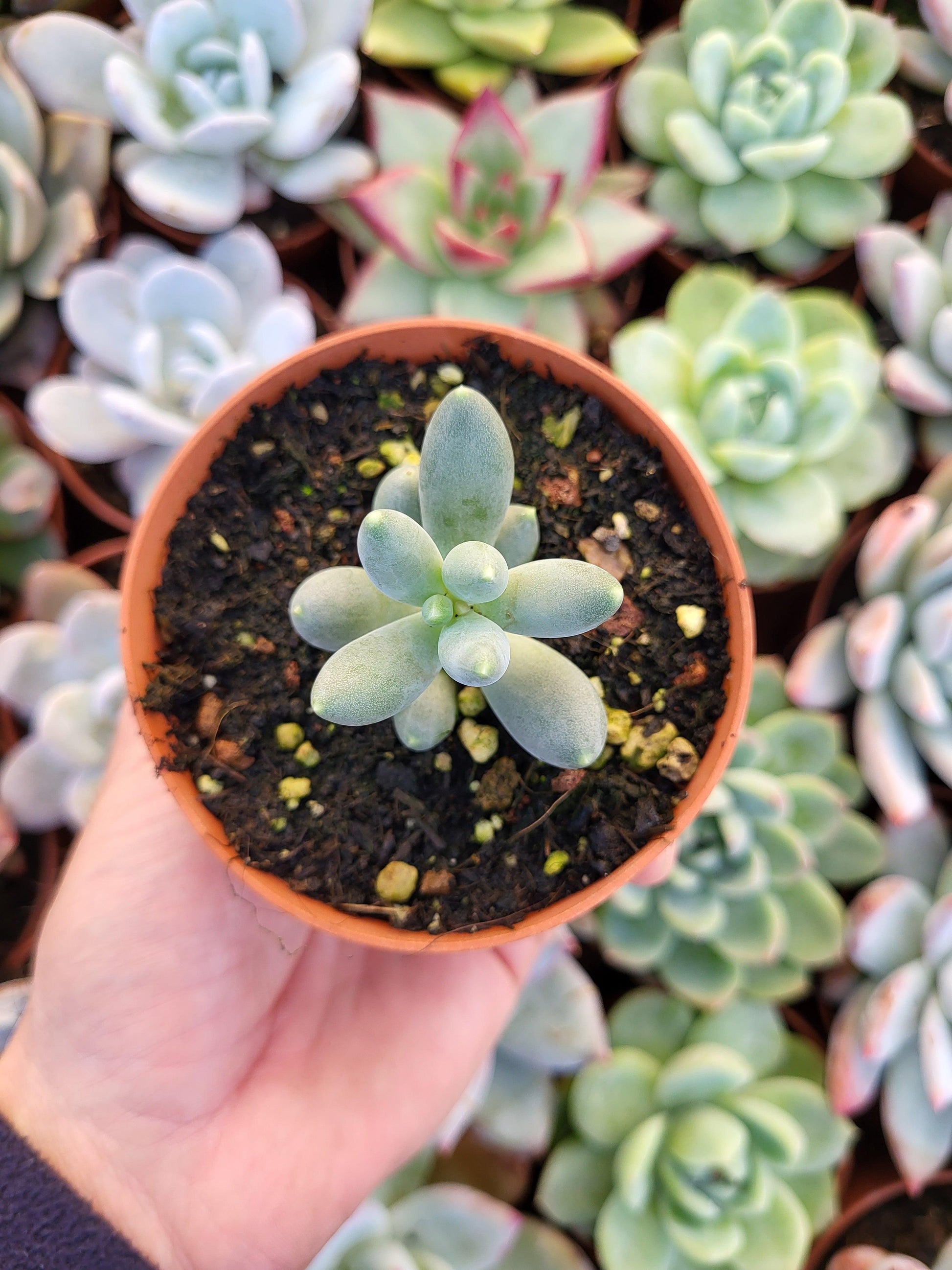 Pachyphytum oviferum cv 'Kyobijin' - Succulovers