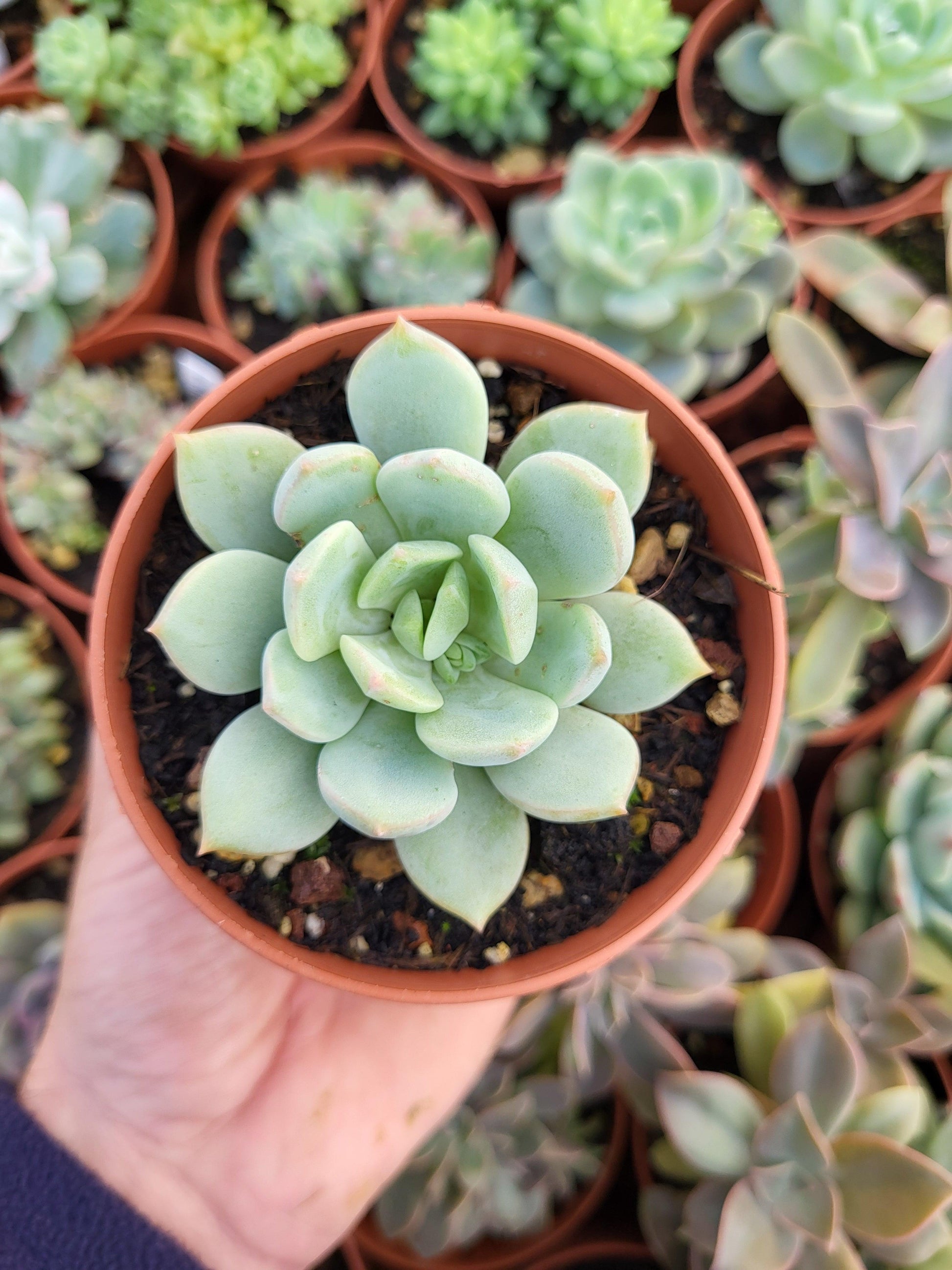 Graptoveria "A grim one" Korean - Succulovers