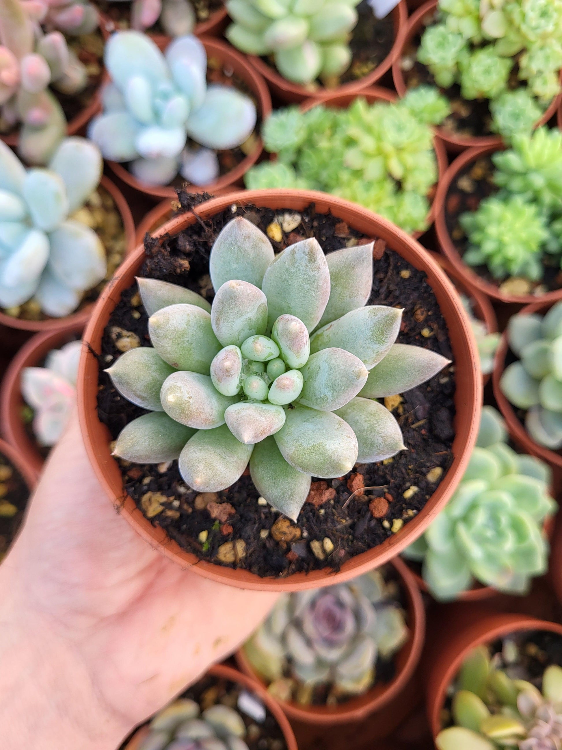 Pachyphytum "Love Beauty" Korean - Succulovers