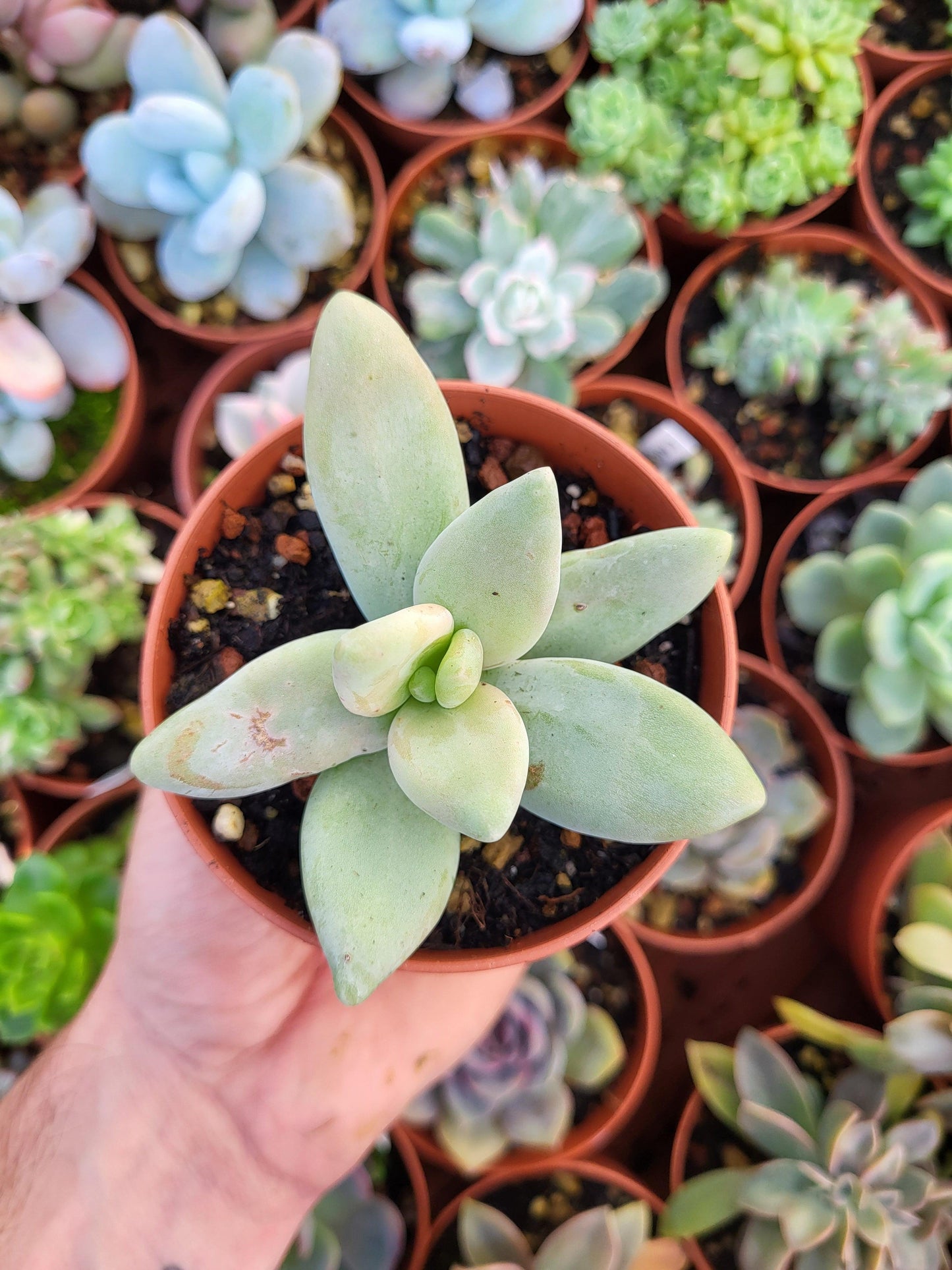 Pachyphytum werdermanii - Succulovers