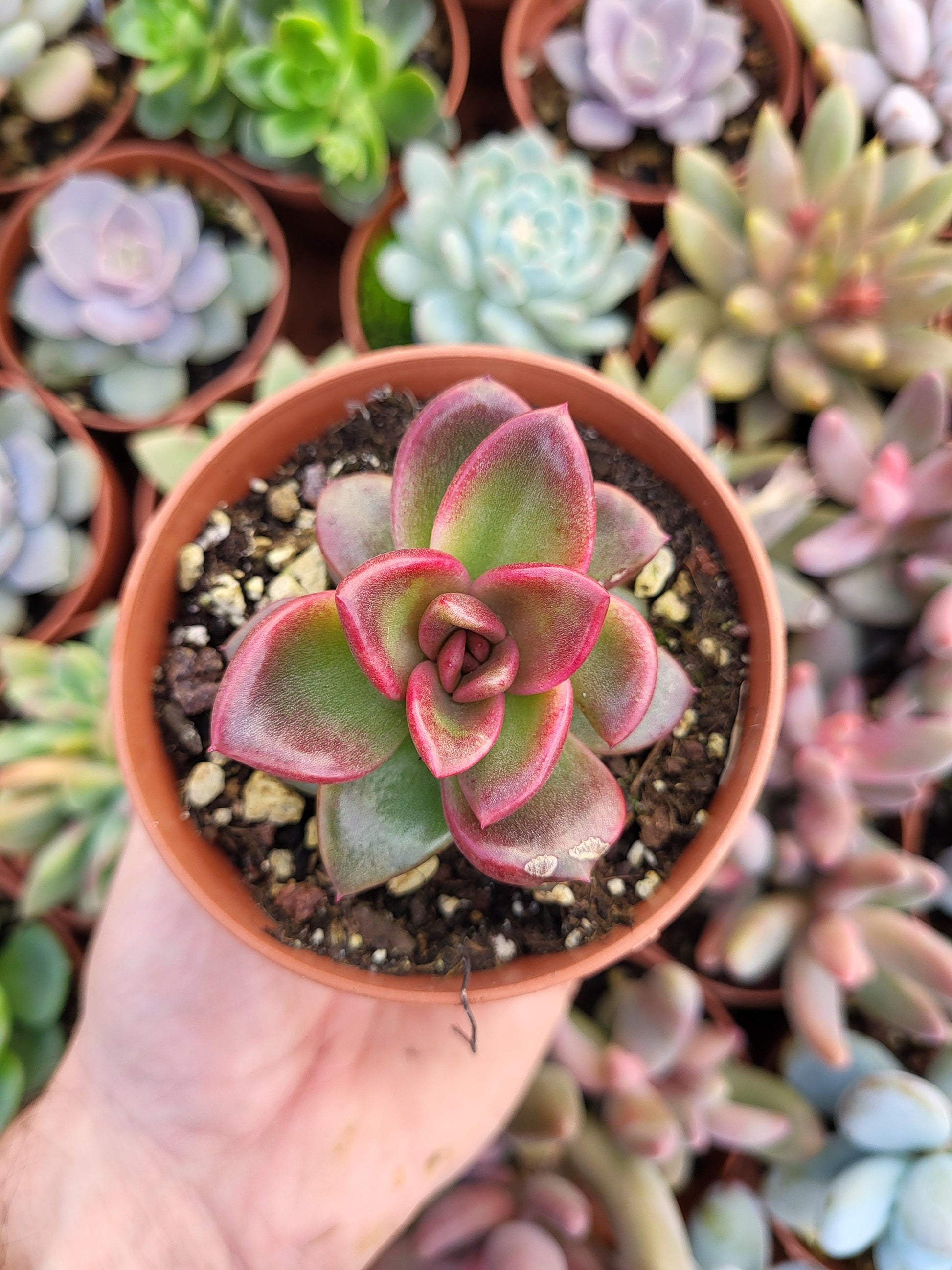 Echeveria "Pine Rose" Korean - Succulovers