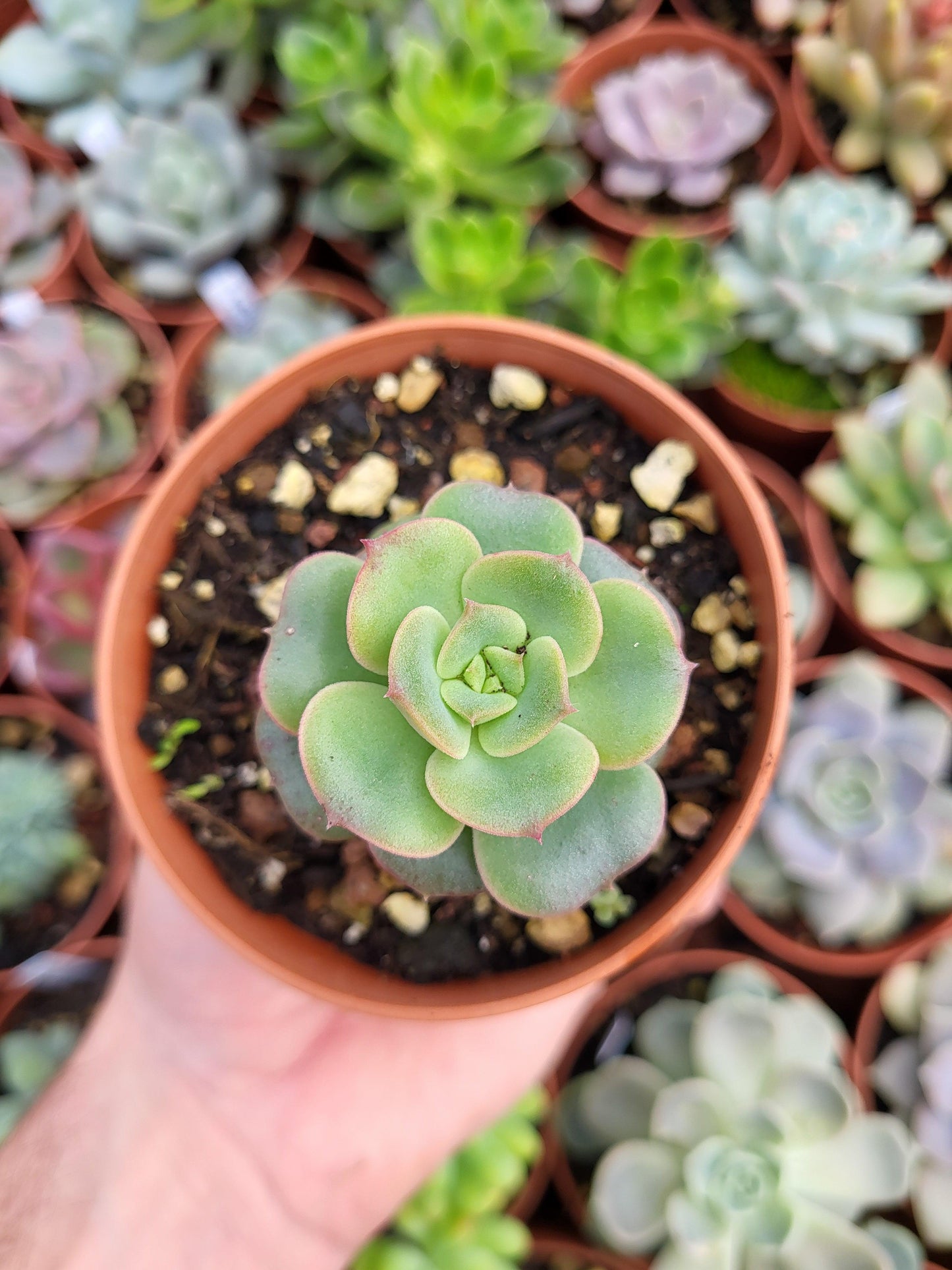 Echeveria "Nicksana" Korean - Succulovers