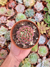 Echeveria "Nymphaea Wildfire" - Succulovers