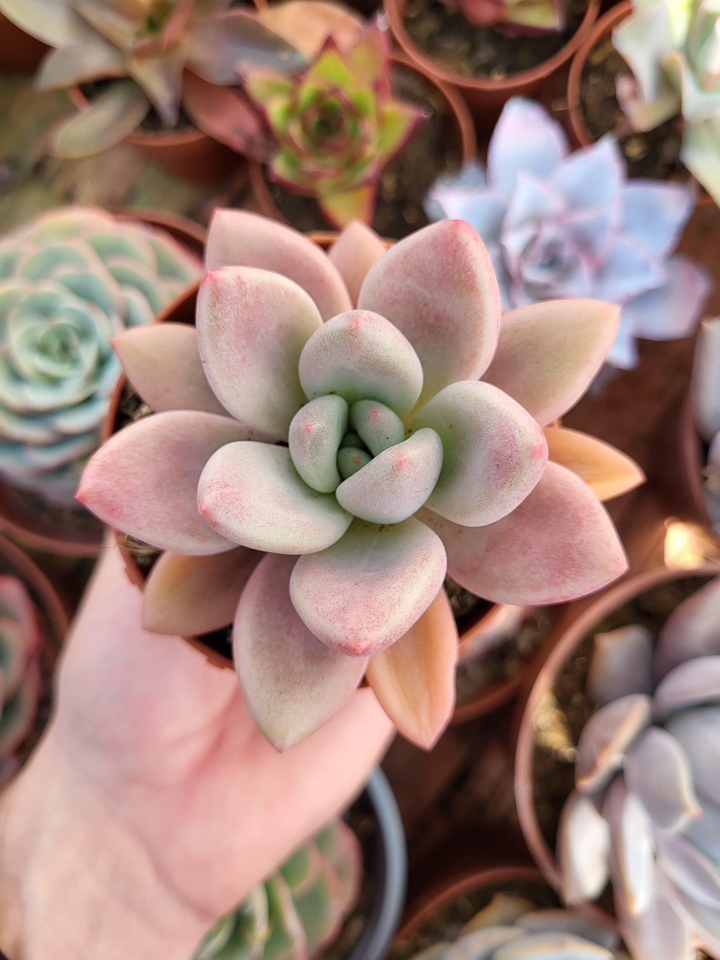 Graptoveria "Pink Donna" - Succulovers