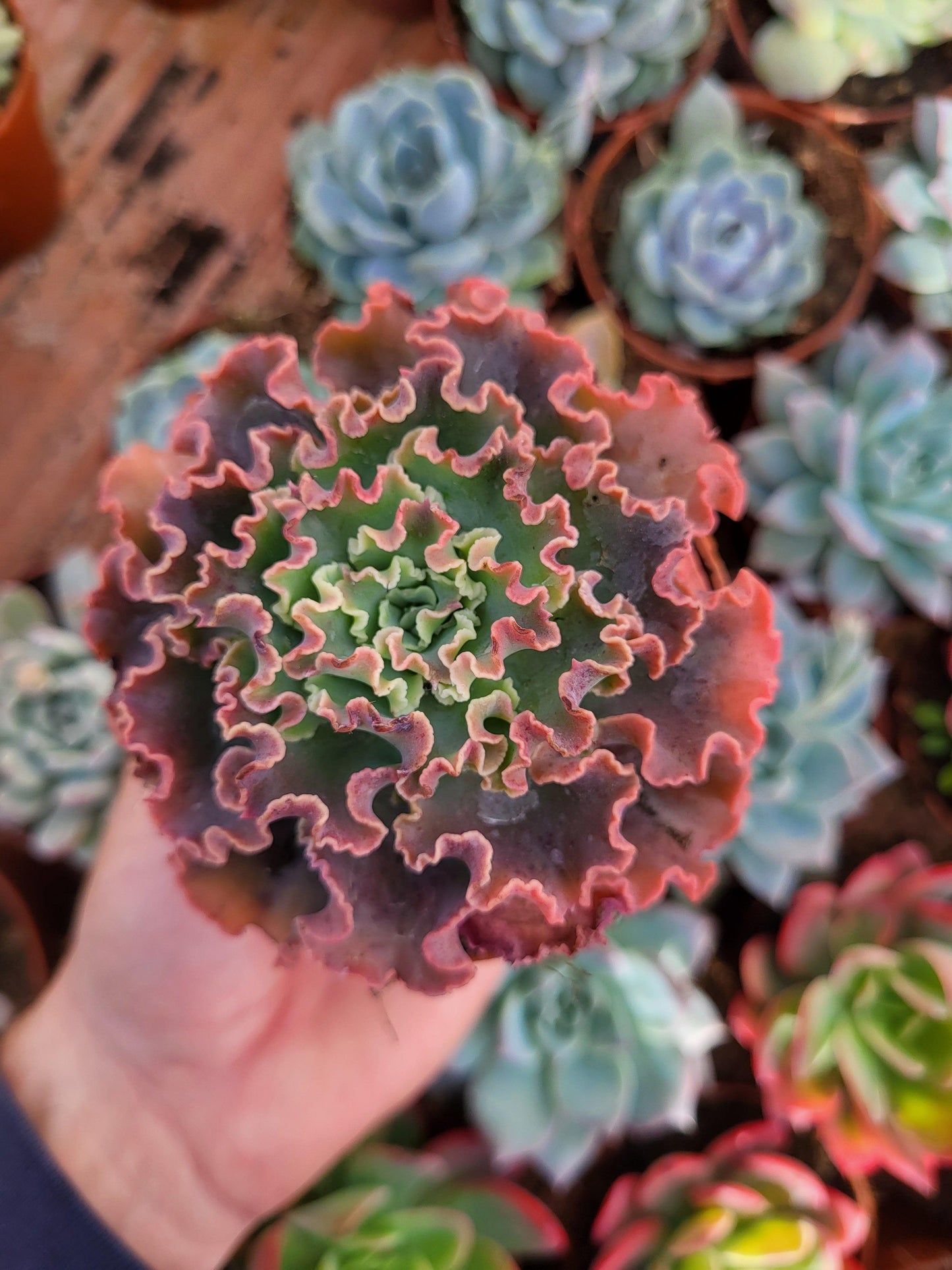 Echeveria "Dorothy" - Succulovers