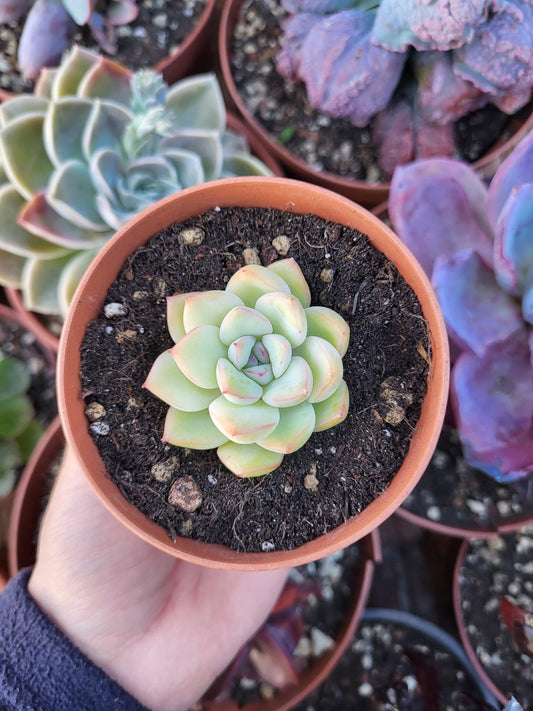 Echeveria "Minuet" Korean - Succulovers