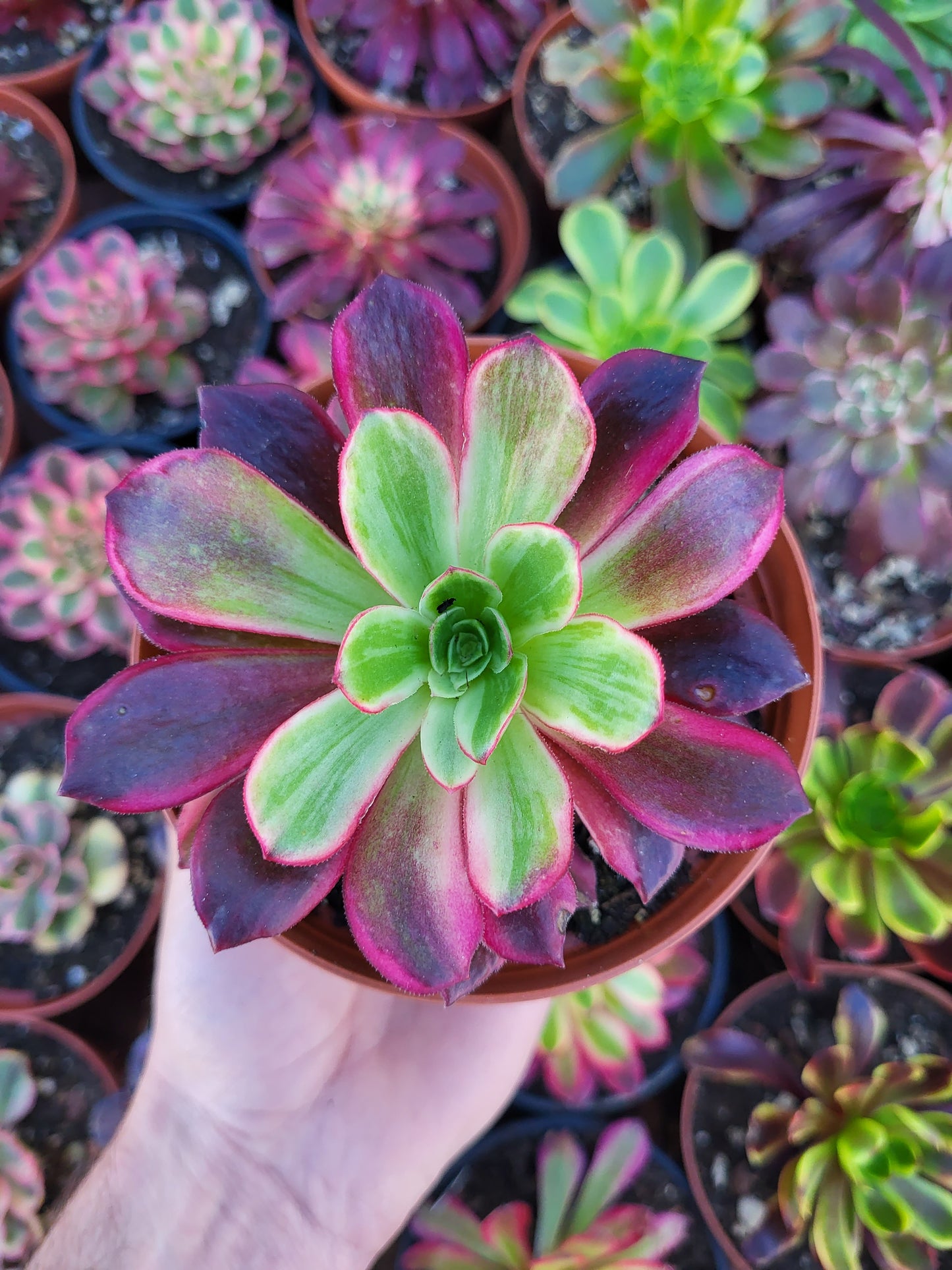 Aeonium "Wedding Dress" variegado