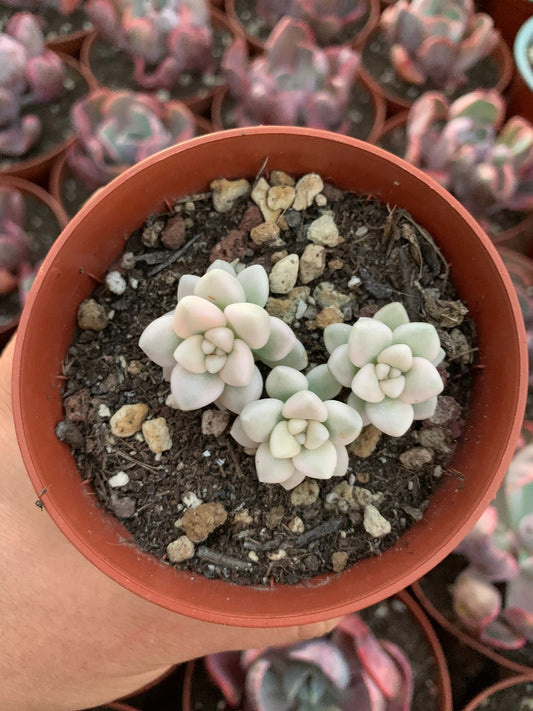 Graptopetalum mendozae variegated Korean