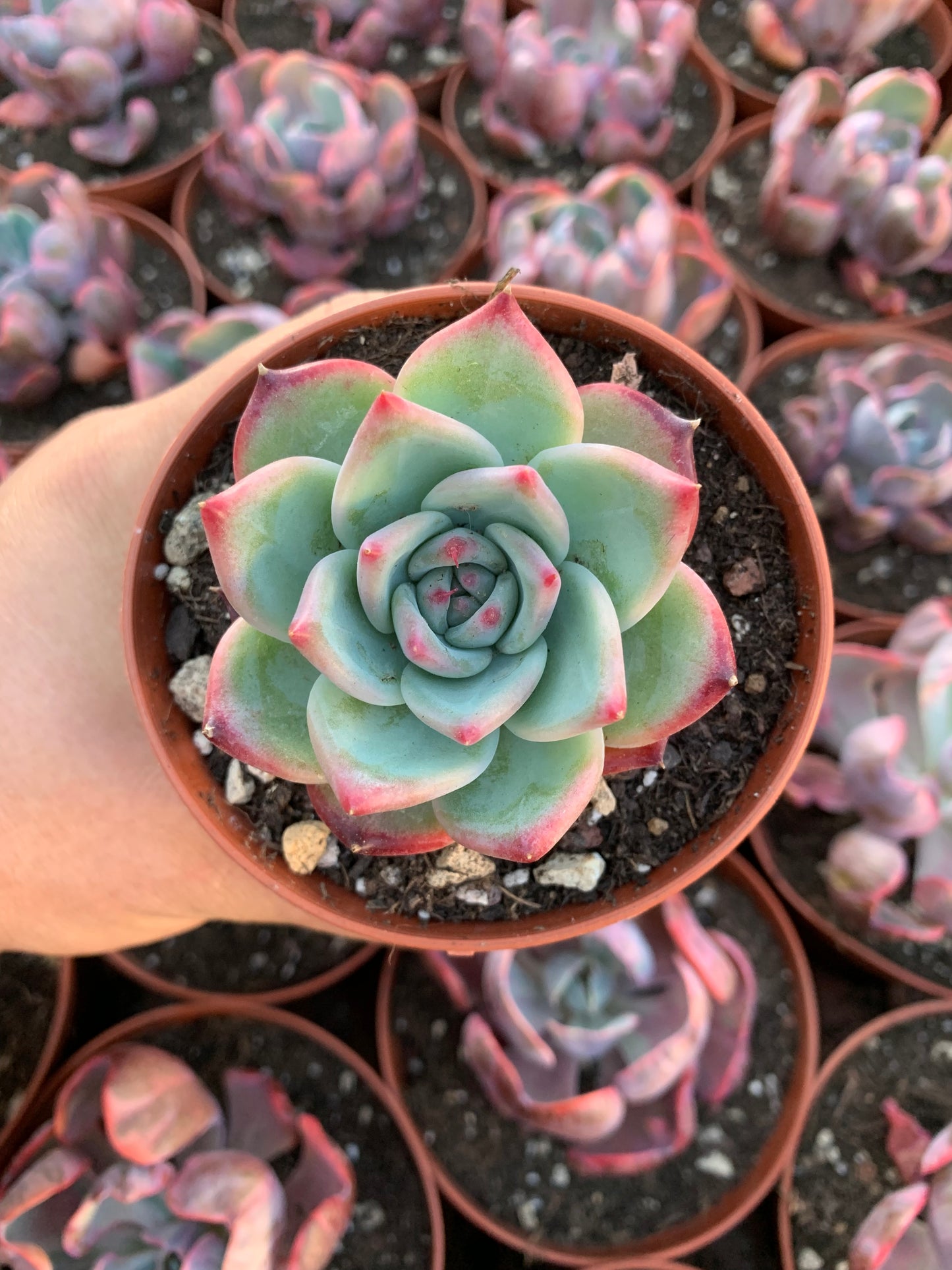 Echeveria "Ratam" coréen