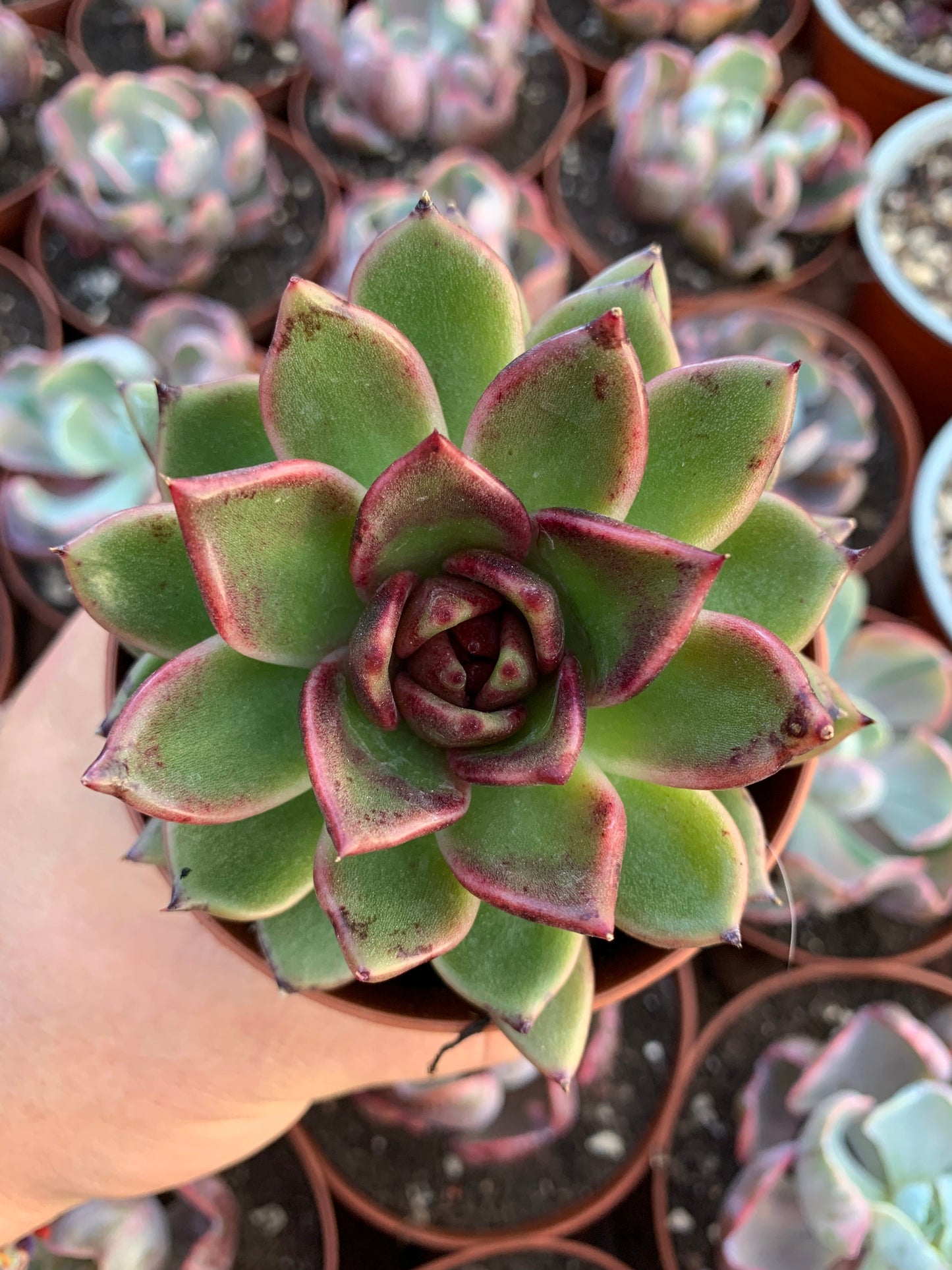 Echeveria "Rainha Negra" coreana