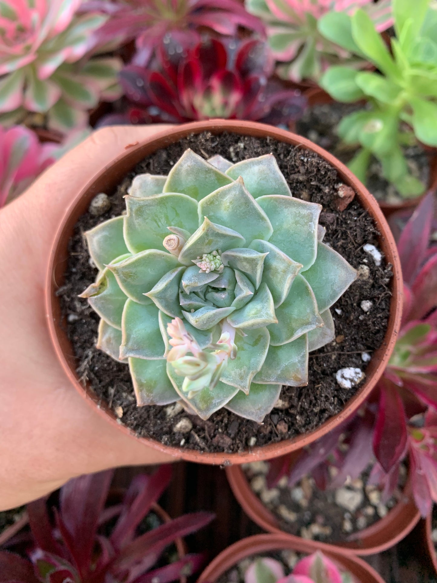 Echeveria "Gilo"