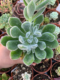 Echeveria pulvinata "Frosty"  Korean