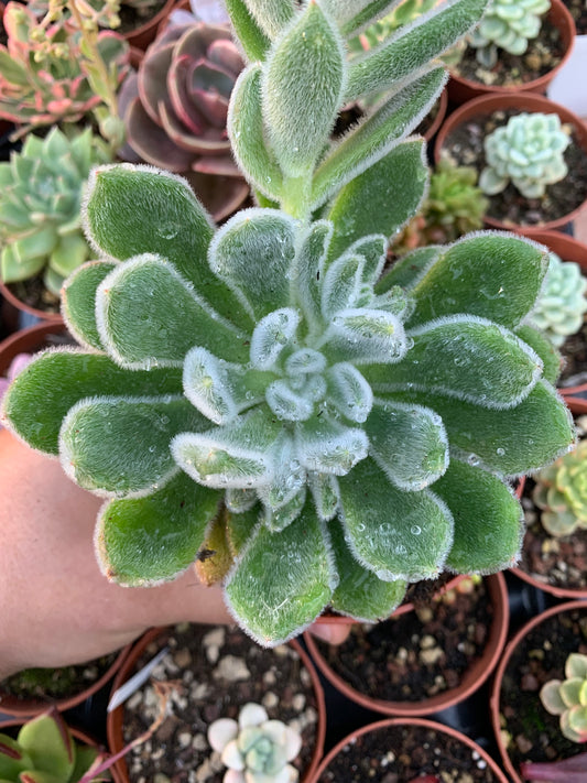 Echeveria pulvinata "Frosty" coreano com crista