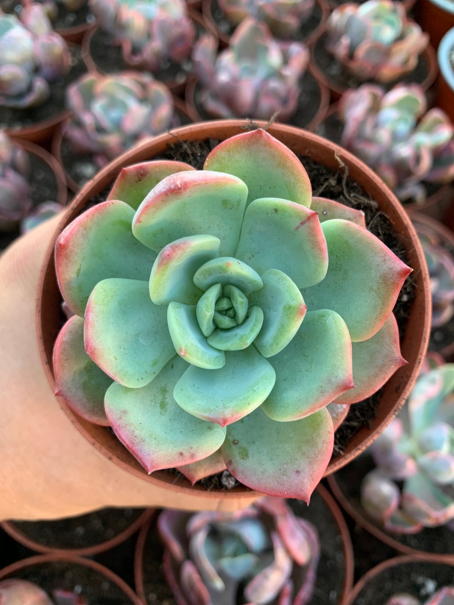 Echeveria "Fairy Queen" coreano