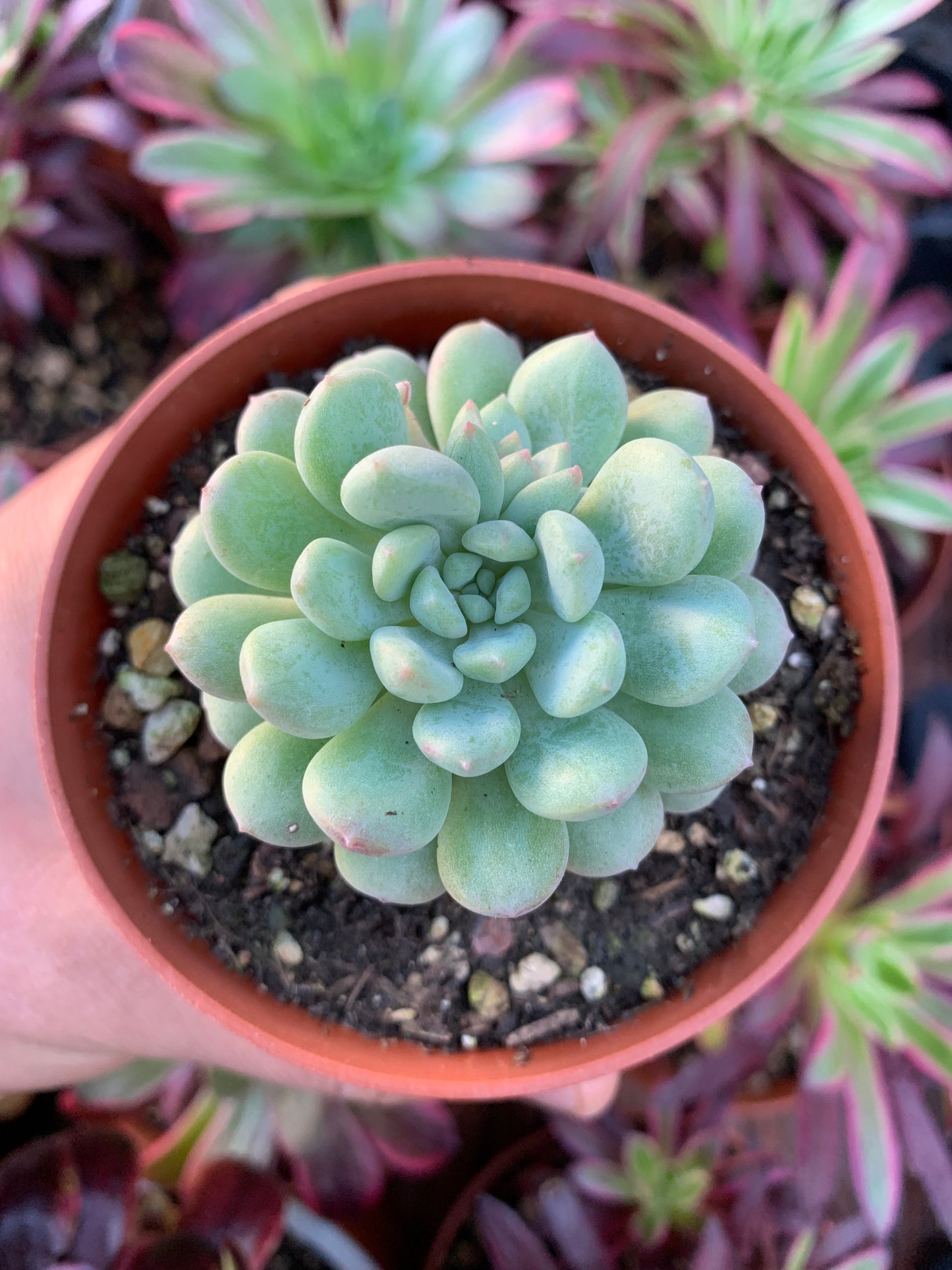 Graptoveria "Pearl Bean" Korean by Chang Won farm