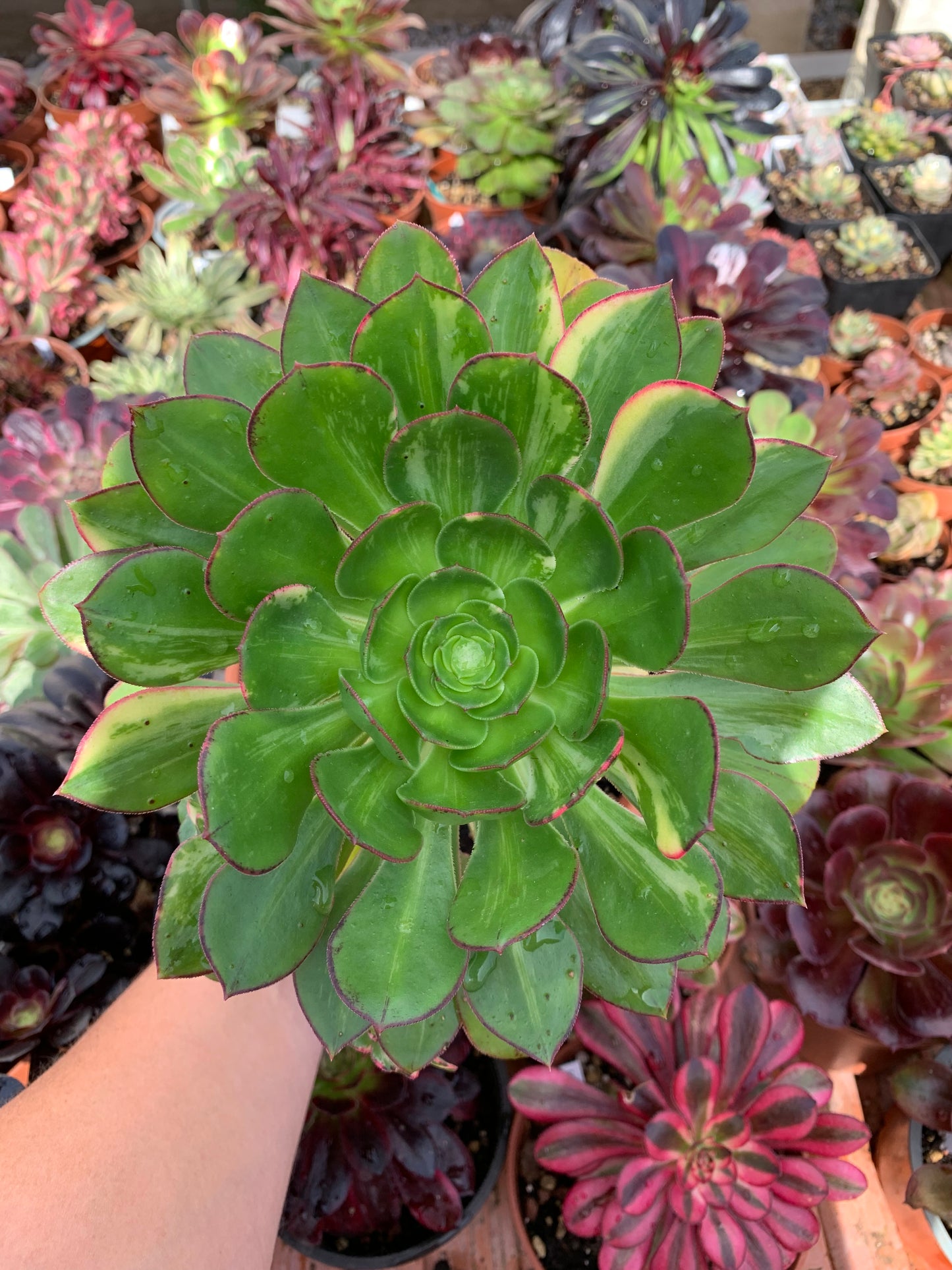 Aeonium 