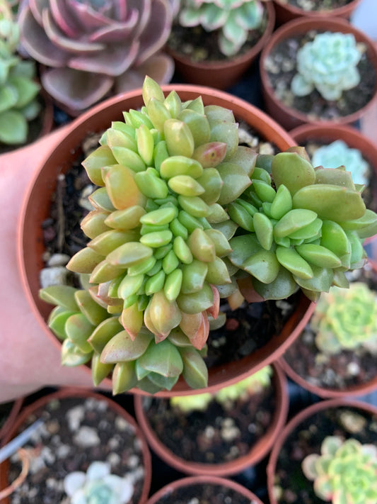 Sedum cuspidatum mit Haube Koreanisch