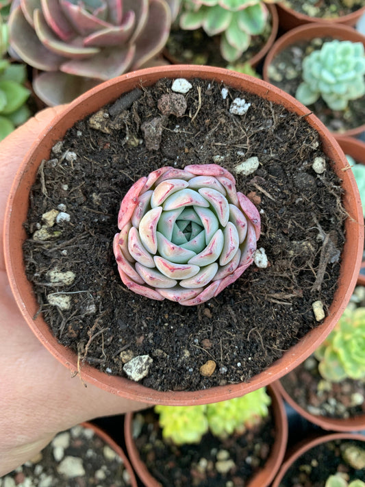 Echeveria "A-pink" (E. "Moss" hybrid selected) Korean by ChangHee