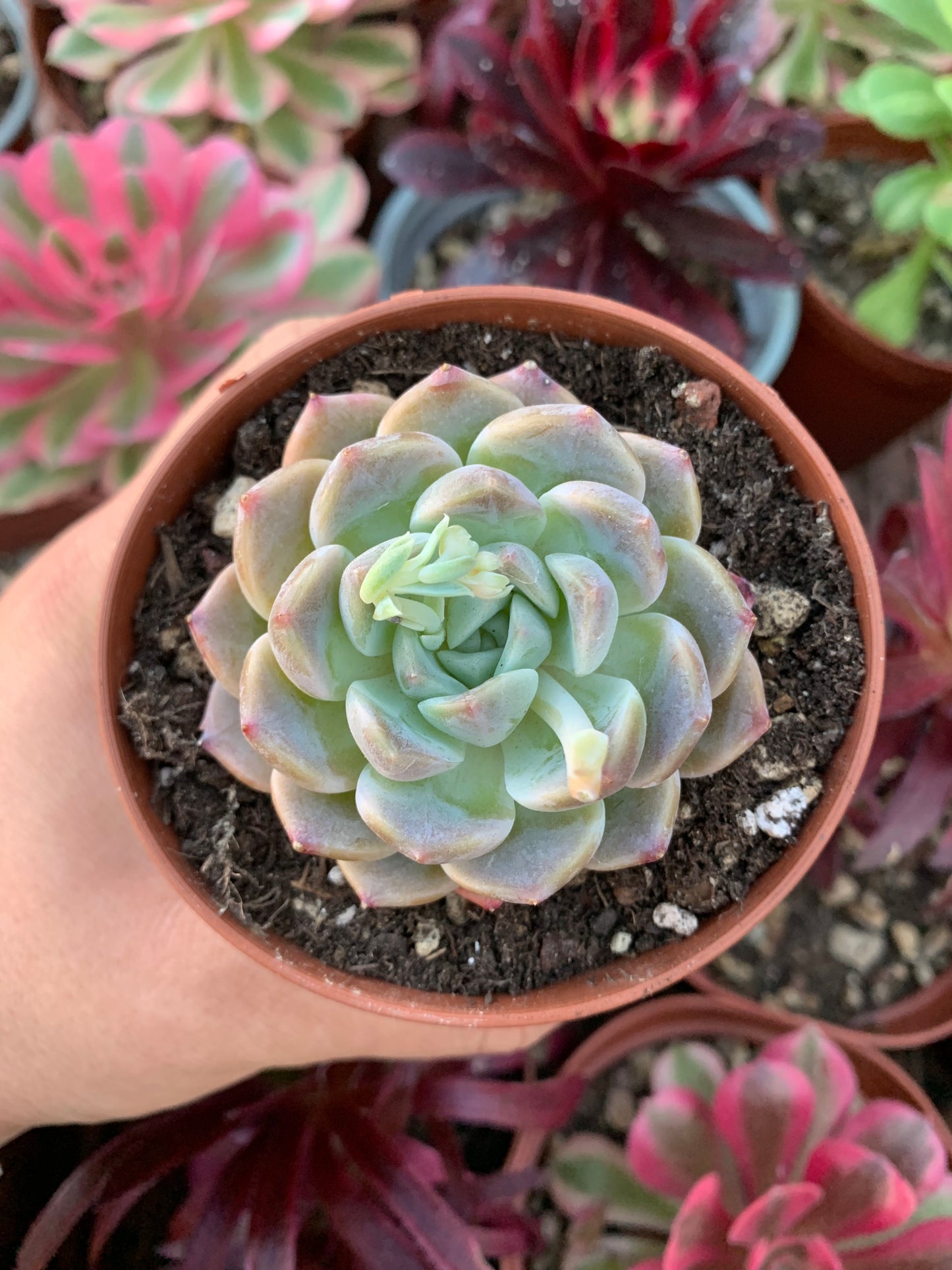 Echeveria "Sugar Heart Velvet"