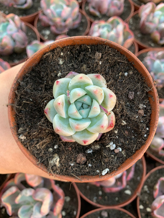 Echeveria  "Xishi"