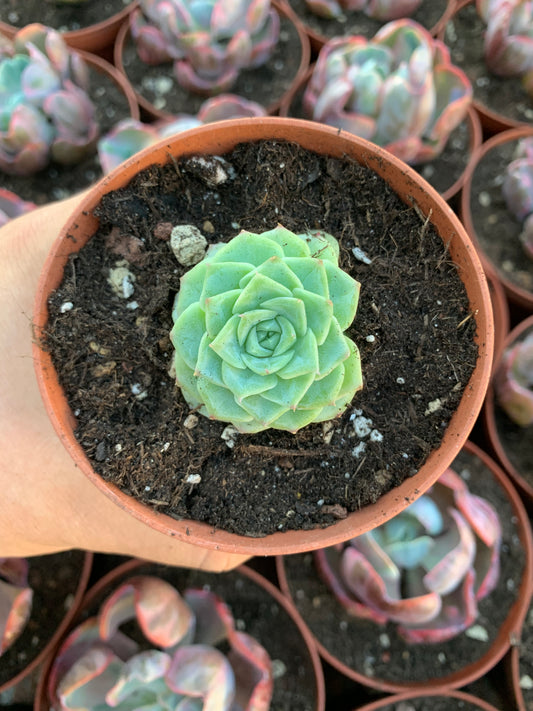 Echeveria  "White Swan"